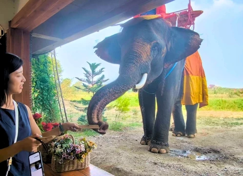 世界遺産アユタヤ遺跡観光 + 象が遊びに来るカフェで特別ふれあい体験♪ 象との写真タイム+餌やり体験付き